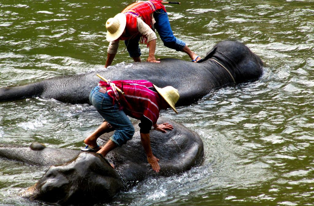 hansepuzzle 85128 - Elefanten Puzzle, 500 Teile, Natur, 46,0 x 30,0cm mit hochwertiger Aufbewahrung, Kartonbox und wiederverschließbarem Beutel