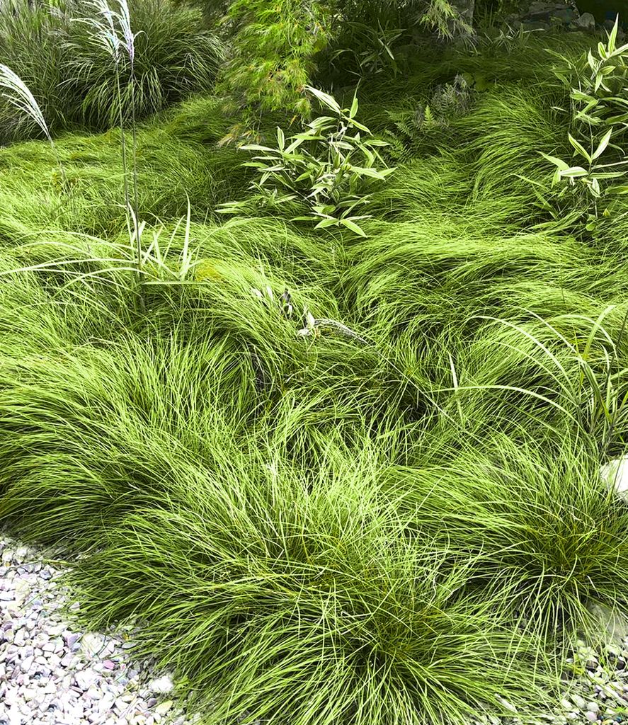 BALDURGarten GräserTeppich "Carex Remota",3 Kaufland.de