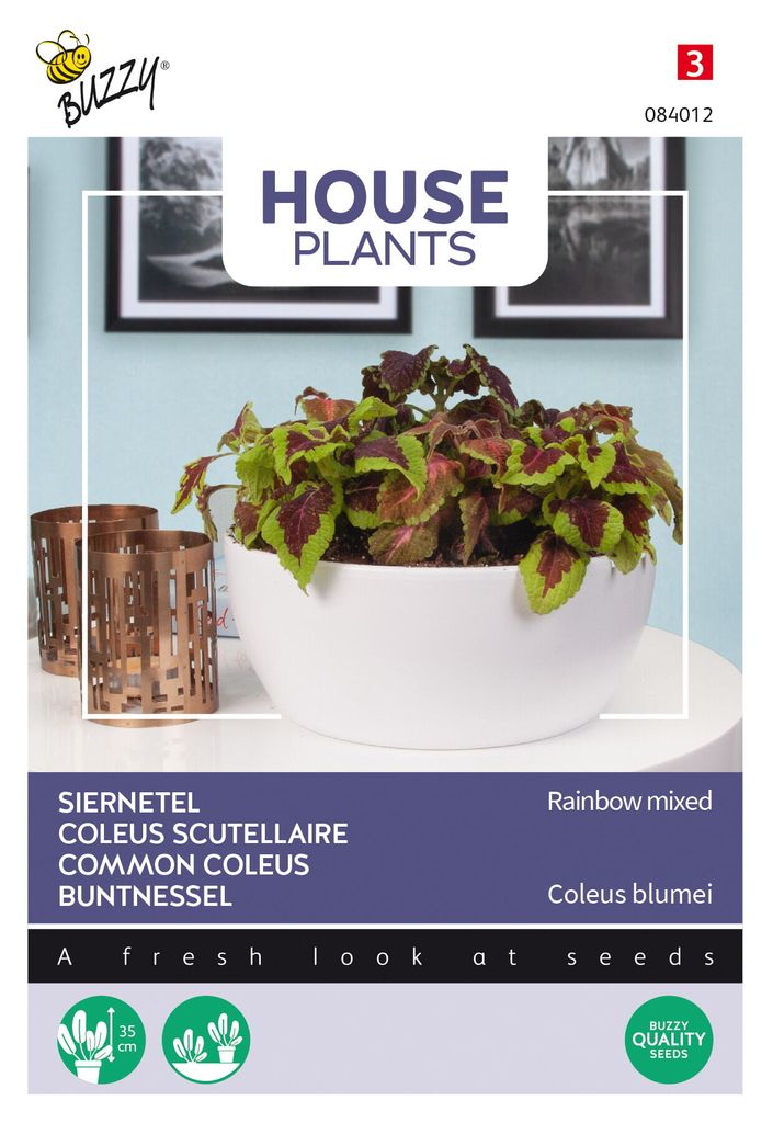 Buzzy House Plants Coleus Regenbogen Mischung Samen - Ca. 0,25 gr | Buzzy_084012