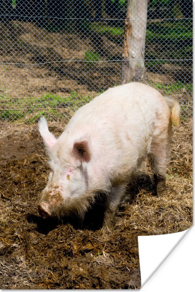 MuchoWow Poster Schwein - Rosa - Wild 60x90 cm - Wanddekoration