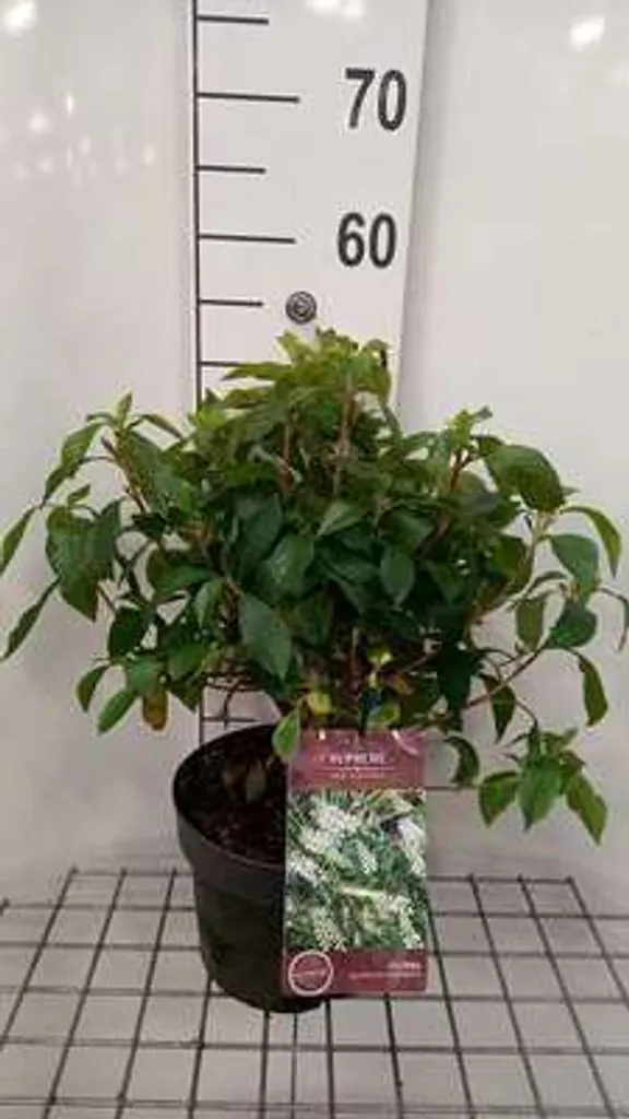 Clethra Hummingbird Parfumé - Plant de 40-60 cm Rustique et Robuste