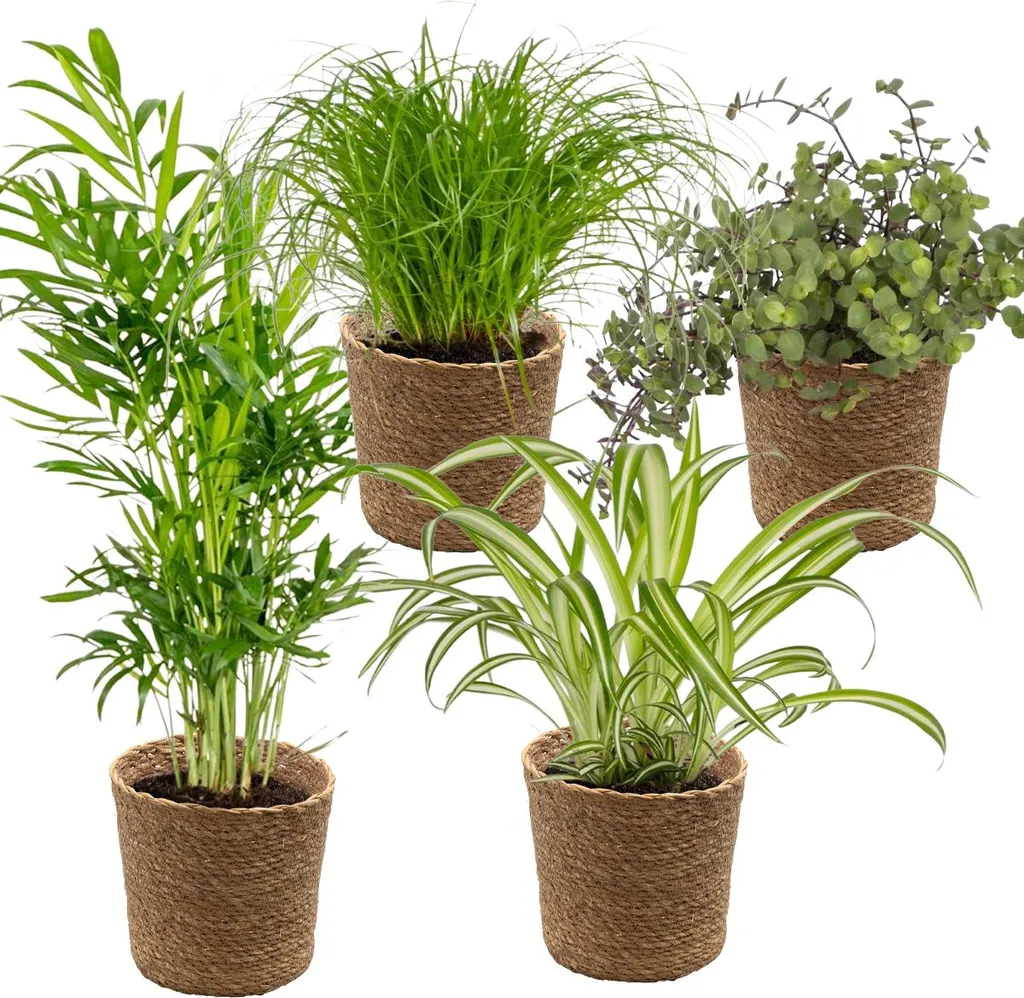 Plantes d'Intérieur pour Salon et Bureau Sûres pour les Chats