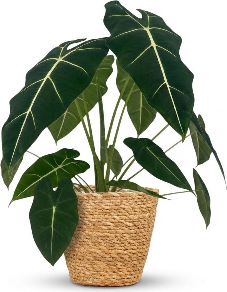 Green boutiQ - Zimmerpflanze - Elefantenohr - Alocasia Frydek - Grün - Pflegeleicht - 1 Pflanze - mit Korb - Topf 19cm - Höhe 60cm