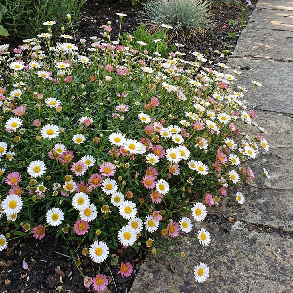 6x Erigeron karvinskianus P9H20 Produktbild 