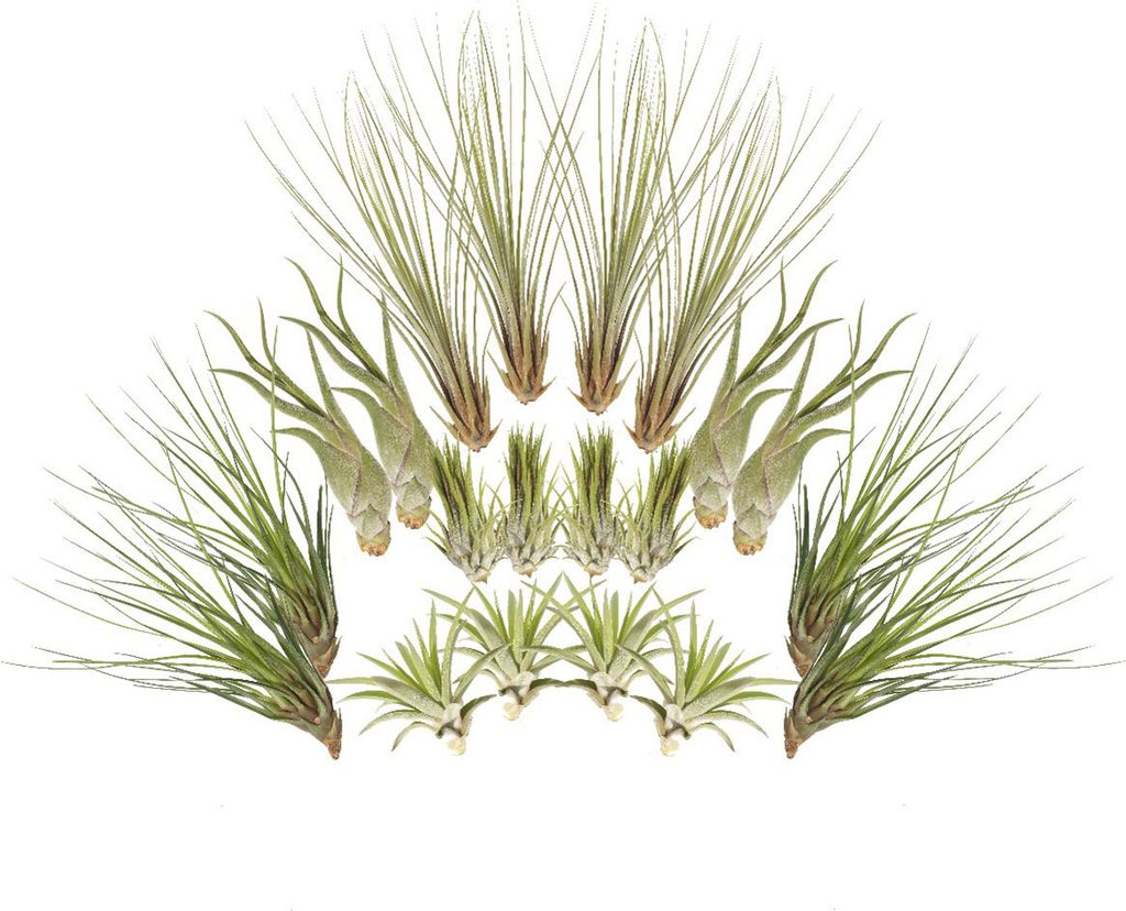 Tillandsien 20er-Mix, Tillandsia, Bromeliengewächs Produktbild 