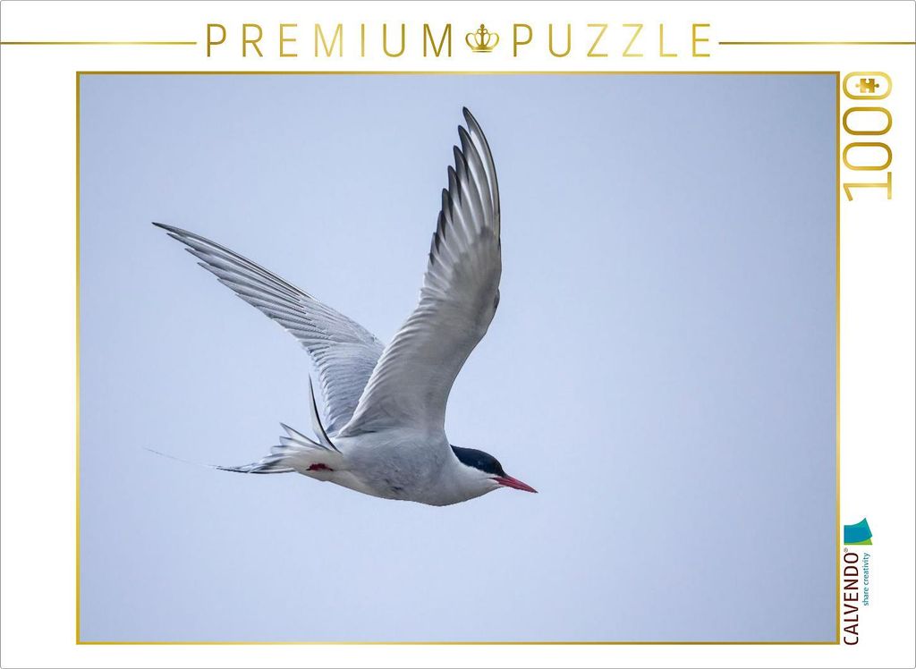 CALVENDO Puzzle Küstenseeschwalbe | 1000 Teile Lege-Größe 64x48cm Foto-Puzzle für glückliche Stunden