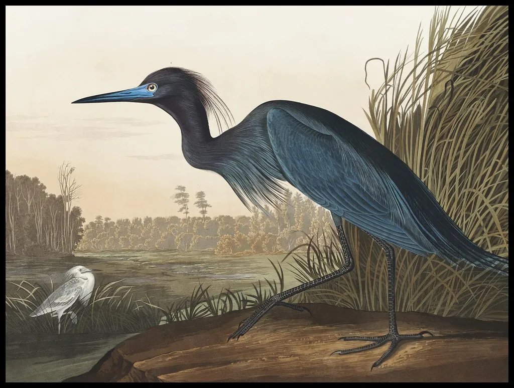 Habillage Mur Vide Salon Affiche Grue bleue Audubon Vintage 100x75