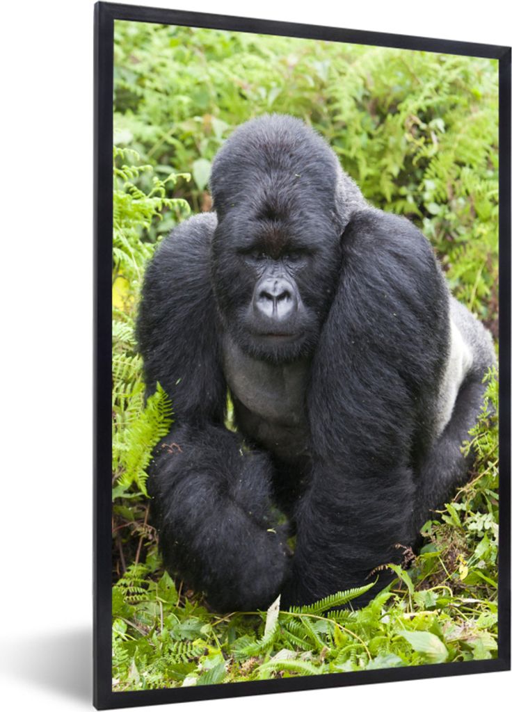 MuchoWow MuchoWow Gerahmtes Poster Ein Gorilla spaziert durch die grünen Blätter 40x60 cm - Poster mit zchwarzem Bilderrahmen - Papierdruck -...