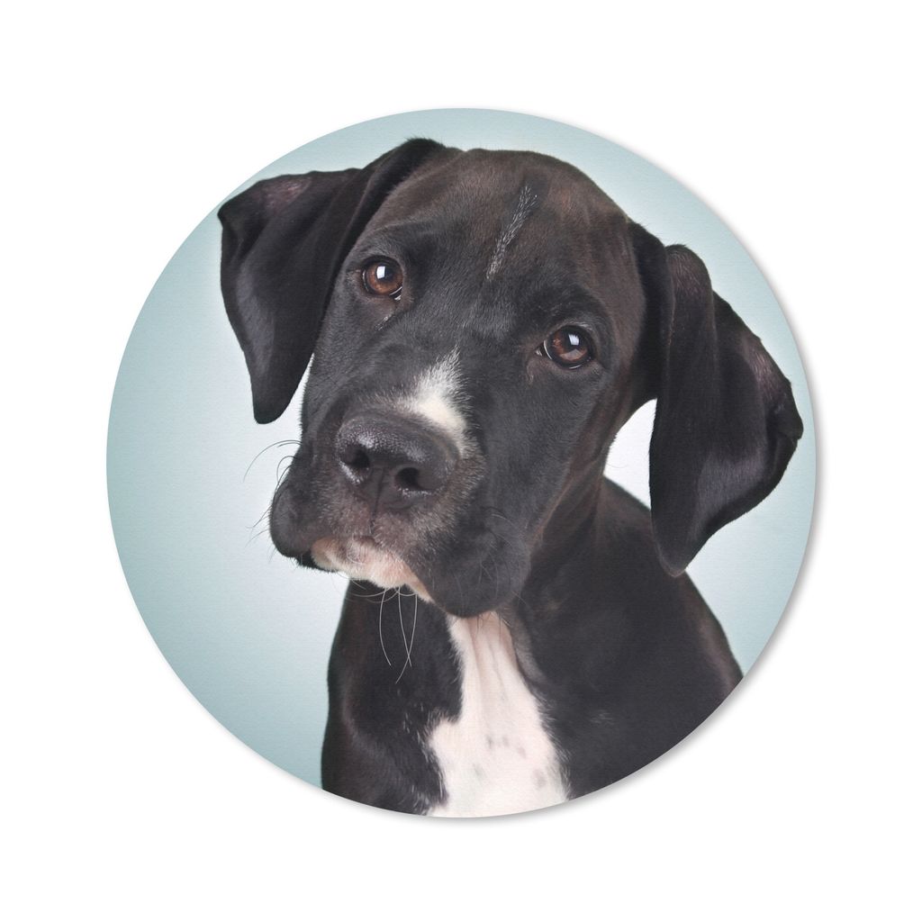 MuchoWow Mauspad Mousepad Süßer schwarzer und weißer Hund 50x50 cm - Mousepads - Maus Mat - Pad - Mausunterlage - Vinyl