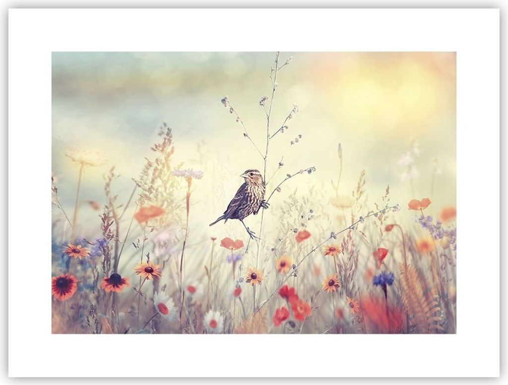 Poster - Poster ohne Rahmen - Vogel Wildschwein Wiese - 40x30 cm - Wand Bild - Wanddeko - Wandbilder - Kunstposter - Wandposter - Bilder - Kunstdru...