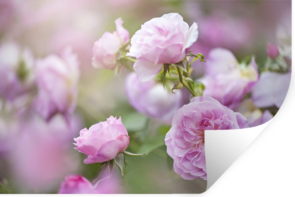 MuchoWow - Selbstklebend - Fototapeten