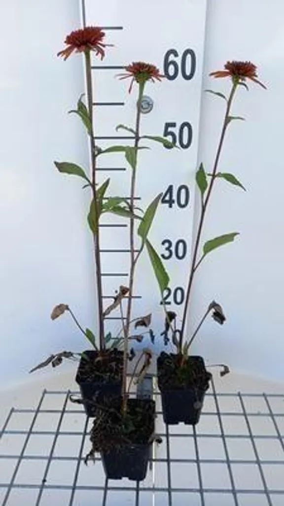 Echinacea purpurea pour jardin sec - 6 godets 9x9cm soleil d'été