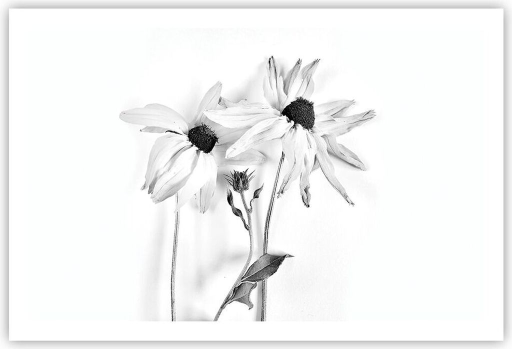Poster - Poster ohne Rahmen - Verwelkt Blumen Monochrom - 91,5x61 cm - Wand Bild - Wanddeko - Wandbilder - Kunstposter - Wandposter - Bilder - Kuns...