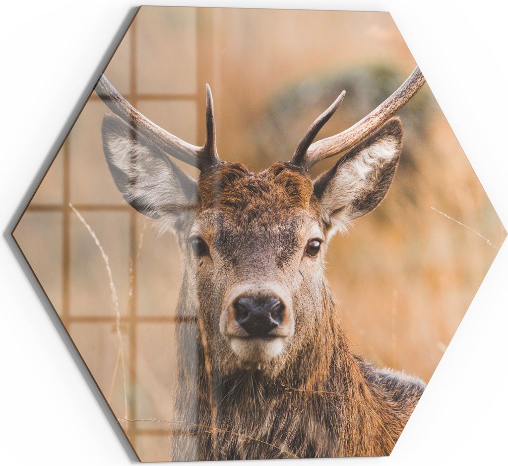 DEQORI Magnettafel Glas 40x35 cm 6-eckig 'Wächter des Waldes' beschreibbar Whiteboard Küche