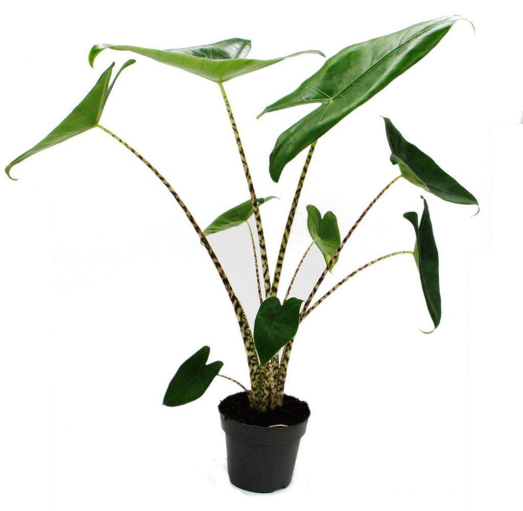 Alocasia zebrina – Tiger Arrow Leaf – Topf 14 cm – Höhe Produktbild 