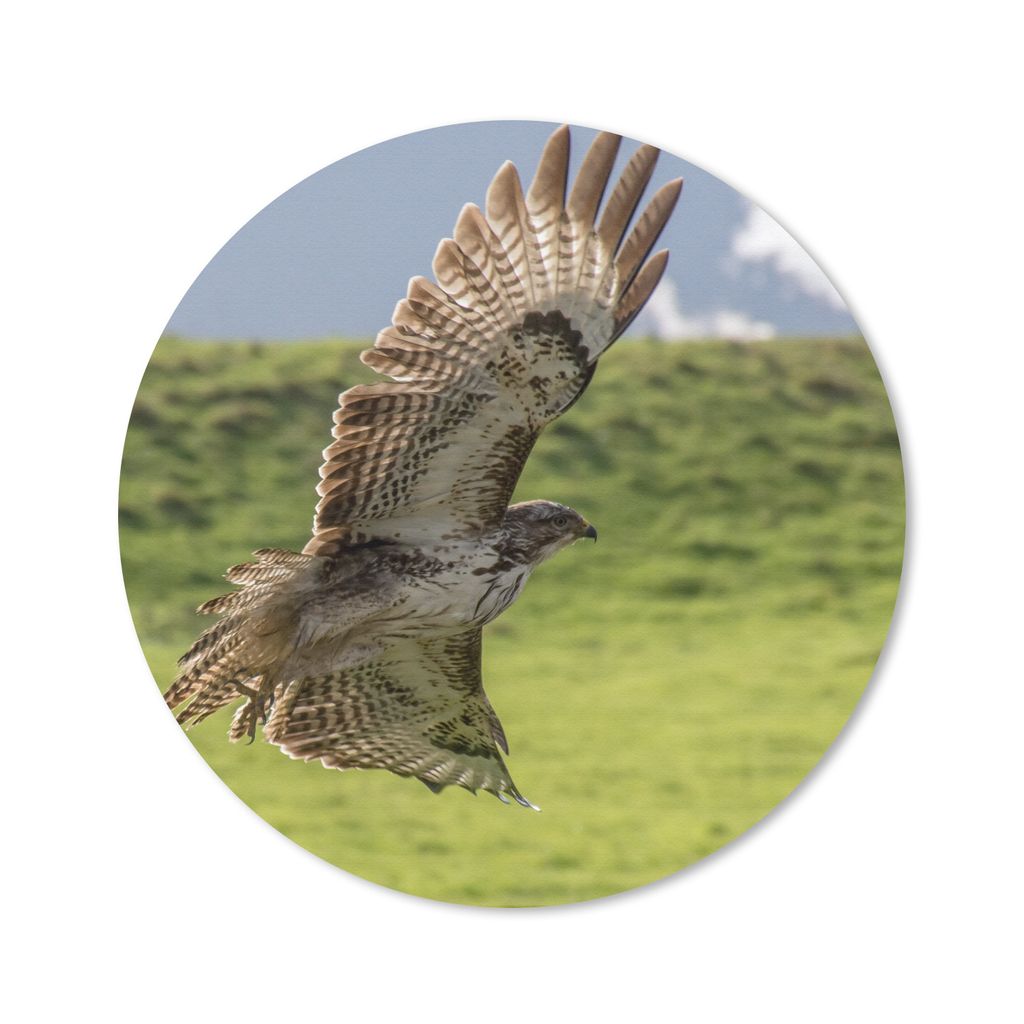 MuchoWow Mauspad Mousepad Ein Bussard mit ausgebreiteten Flügeln 50x50 cm - Mousepads - Maus Mat - Pad - Mausunterlage - Vinyl