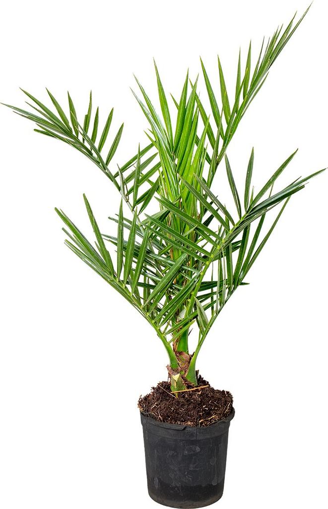 Bloomique - Phoenix Canariensis - Kanarische Dattelpalme - Palme - Balkonpflanzen Winterhart - Höhe 50-70 cm - Topf 15 cm