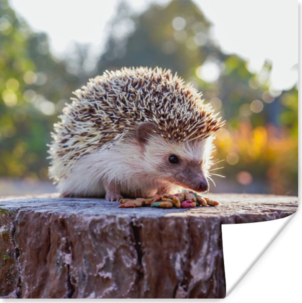 MuchoWow Poster Igel - Baumstumpf - Sonne 30x30 cm - Wandposter - Printing