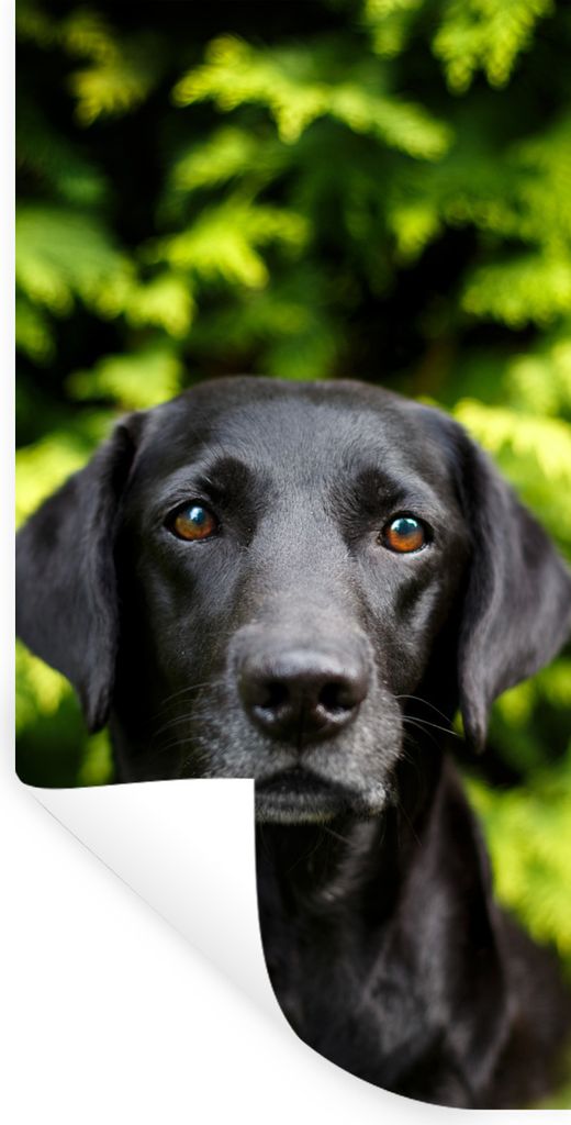 MuchoWow Wandtattoo Wandsticker Wandaufkleber Ein schwarzer Labrador Retriever inmitten der grünen Blätter 80x160 cm Selbstklebend und Repositi...