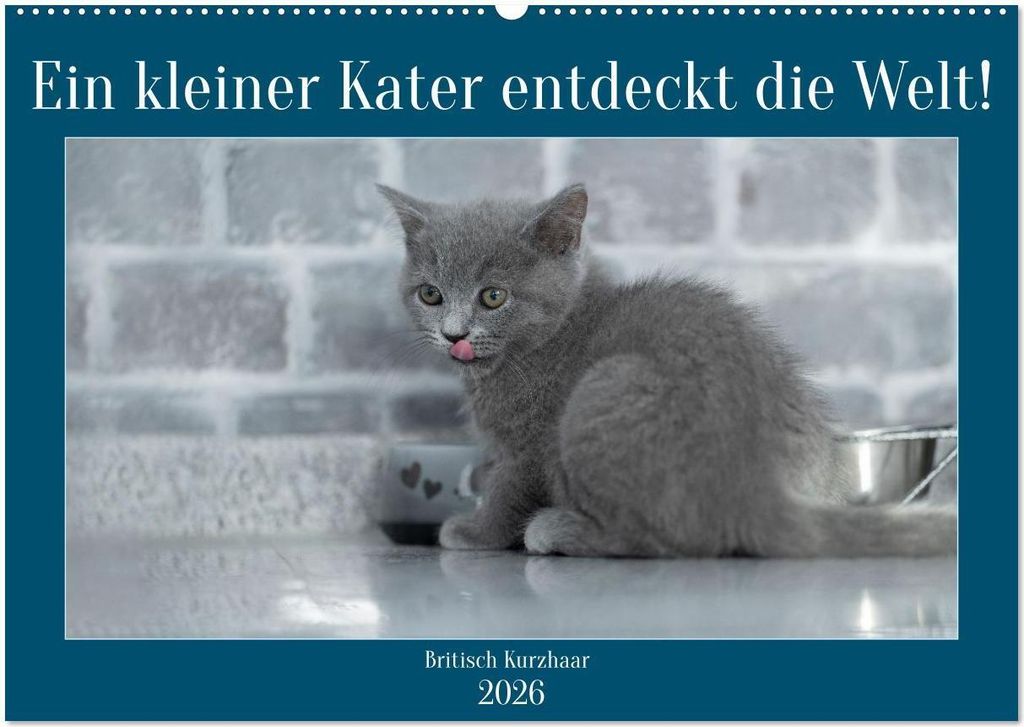 Ein kleiner Kater entdeckt die Welt! (Wandkalender 2026 DIN A2 quer), CALVENDO Monatskalender