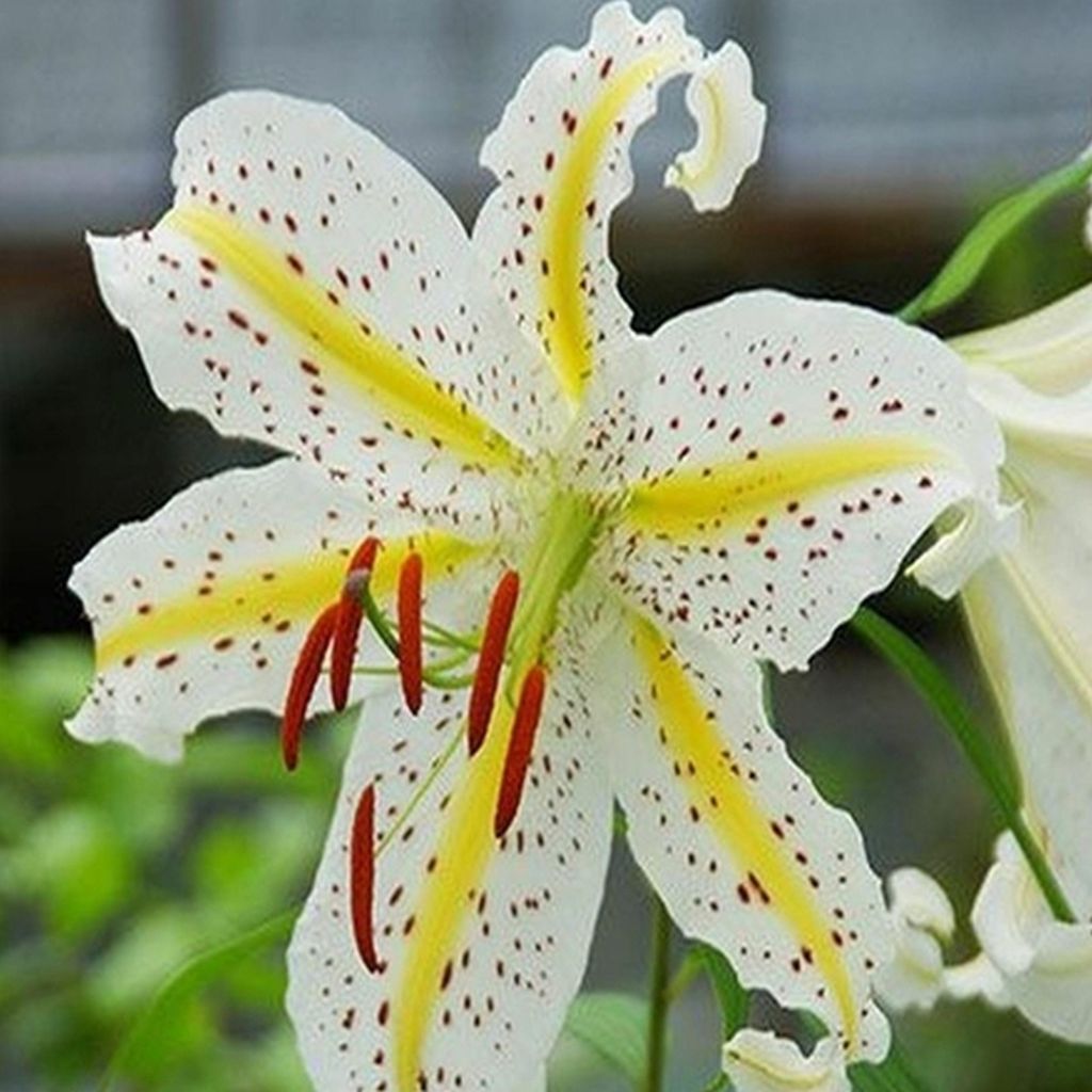 Lilia Oriental Auratum 1 pz. Lilie bulbi di giglio bulbi Immagine del prodotto 