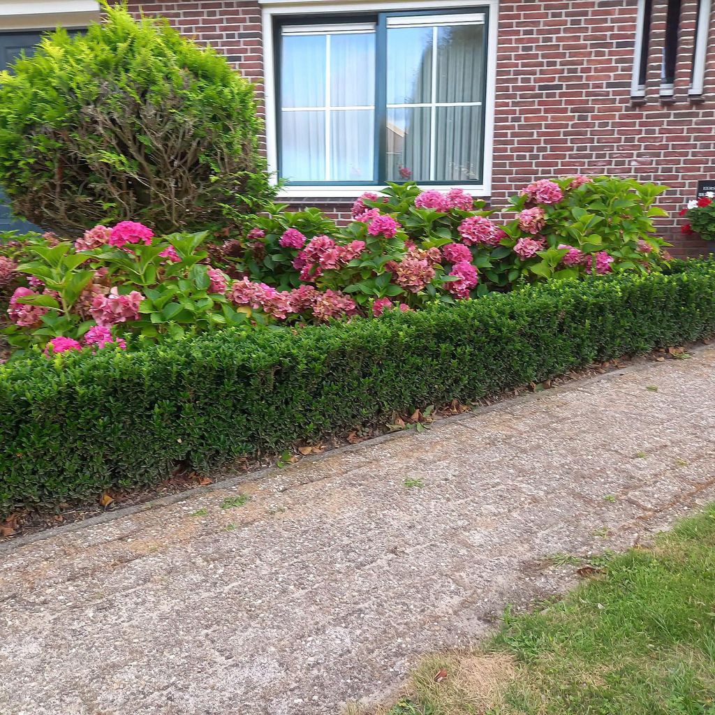 Couvre-sol - Fusain rampant - Euonymus japonicus 'Green Image du produit 