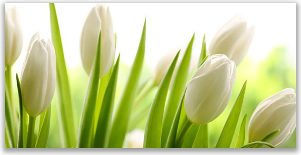 Tulup Leinwand-Bilder 120x60 Wandbild Canvas Kunstdruck Tulpen Pflanzen