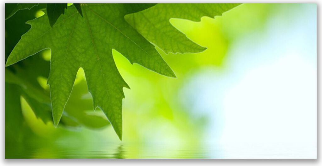 Tulup Leinwand-Bilder 120x60 Wandbild Canvas Kunstdruck Blätter Natur
