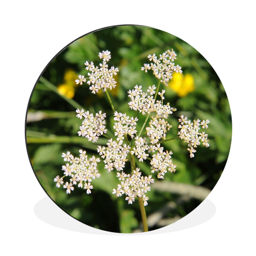 MuchoWow Aluminium Wandkreis Foto einer einsamen Kümmelblume in der Landschaft Ø 60 cm Wanddeko Modern Wohnzimmer - Wand Kreis - Wandbild - Sch...