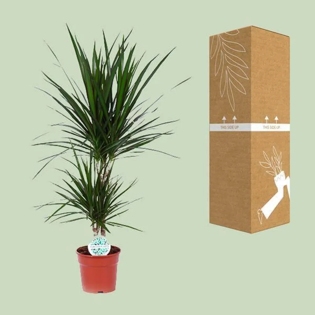Dracaena marginata 75 cm, plante d'appartement robuste et durable - 3