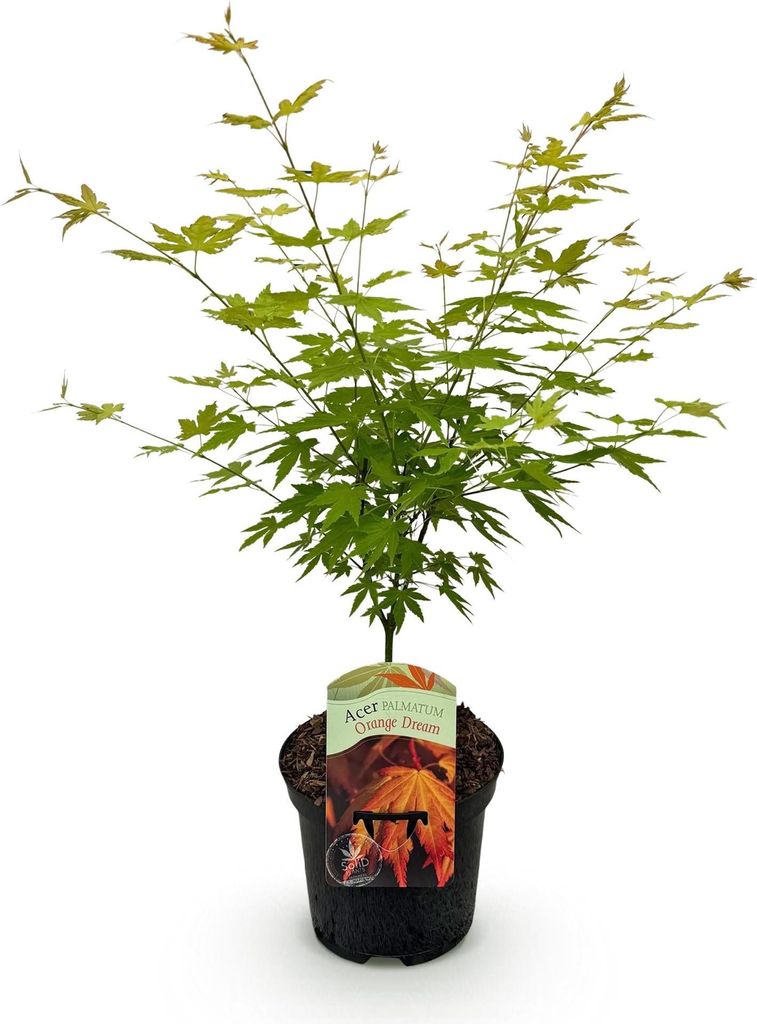GreenboutiQ - Balkonpflanze - Japanischer Ahorn - Acer palmatum Orange Dream - Orange - 1 Pflanze - Laubabwerfend - Topf 19cm Höhe 70cm