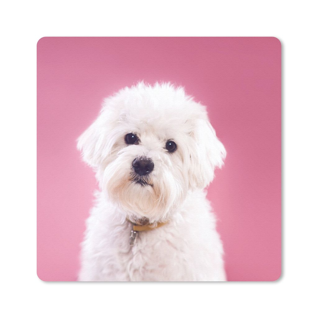 MuchoWow Mauspad Mousepad Malteser Hund mit rosa Hintergrund 20x20 cm - Mousepads - Maus Mat - Pad - Mausunterlage - Desk Mat - Bureauartikeln