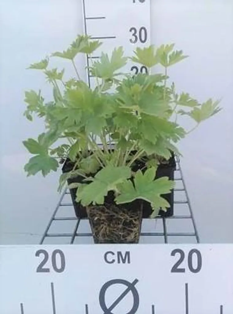 Lot de 6 Delphinium Pacific Blue Bird - Rittersporn en pot de 9x9 cm