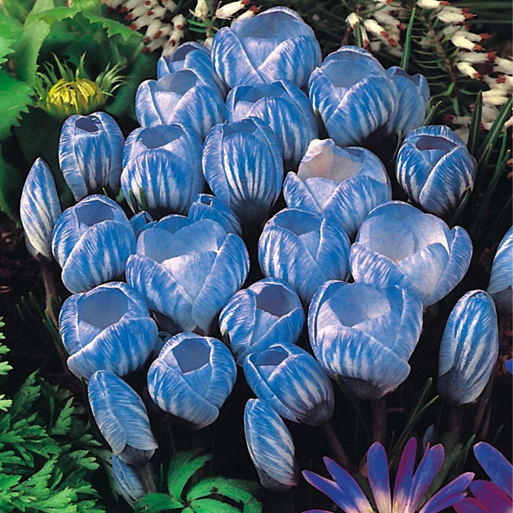 Blumenzwiebeln Zwiebeln Crocus Großblütiger Krokus Sky Blue Produktbild 