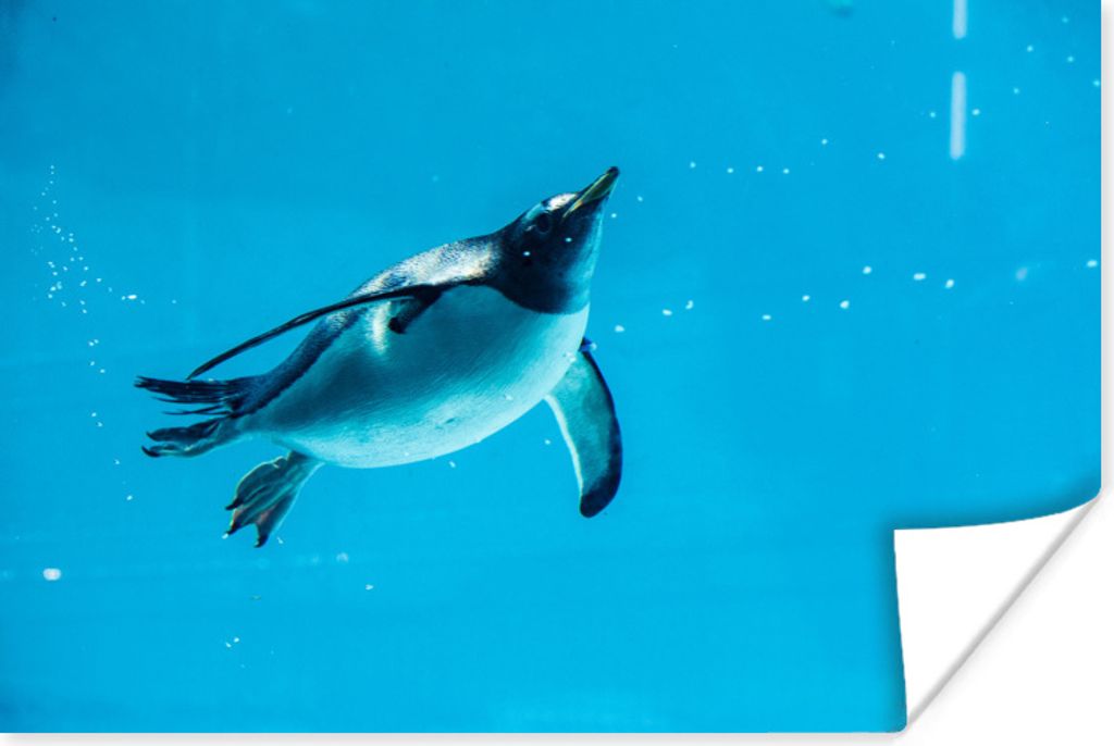 MuchoWow Poster Ein schwimmender Pinguin 180x120 cm - Fotoplakat