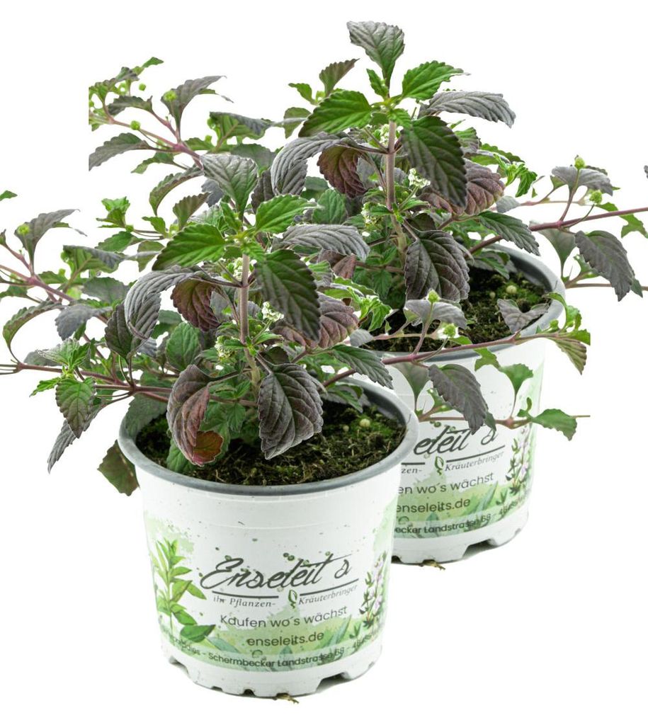 Enseleits 2er Set Aztekisches Süßkraut, die alternative zu Stevia,Süßkraut,Lippia dulcis