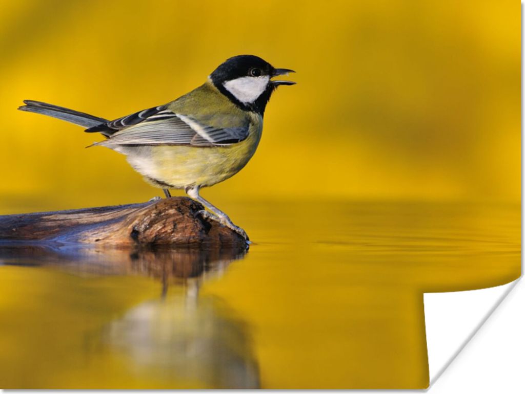 MuchoWow Poster Kohlmeise - Vogel - Wasser 160x120 cm - Foto Plakat