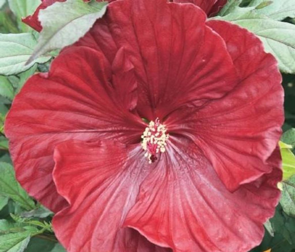 XXL Hibiscus moscheutos « Cranberry Crush » ® Hibiscus Image du produit 