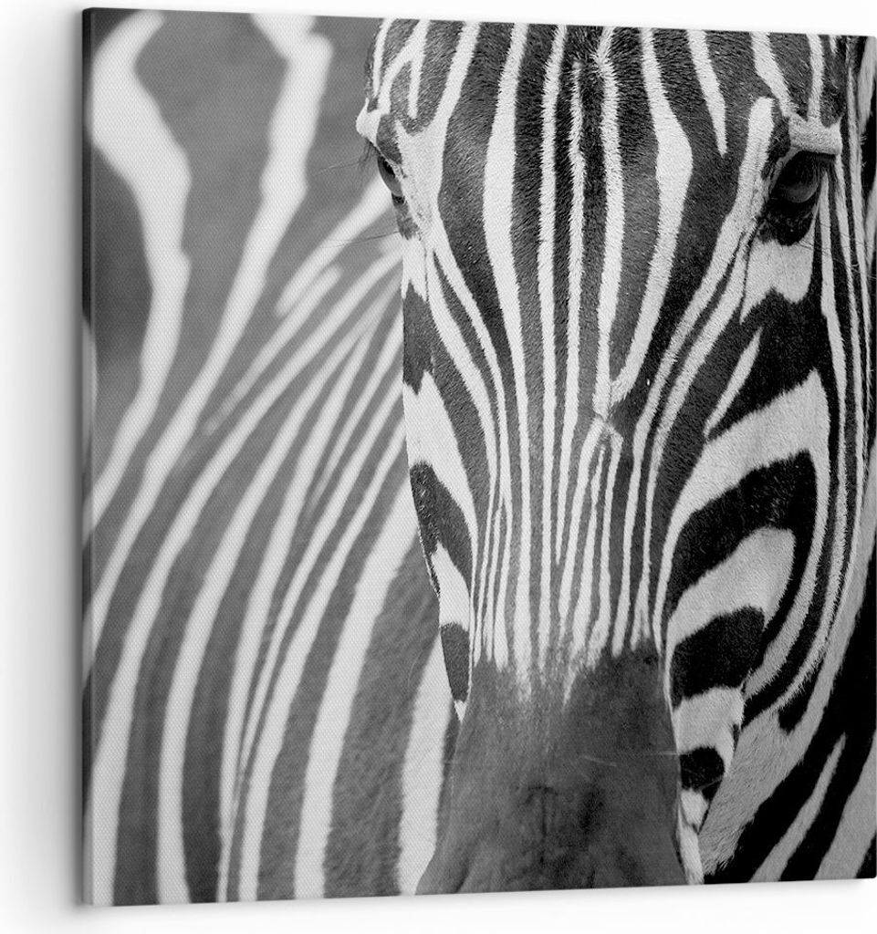 Bild auf Leinwand - Leinwandbild - Tiere Zebra gestreift - 50x50cm - Wand Bild - Wanddeko - Leinwanddruck - Bilder - Kunstdruck - Wanddekoration - ...