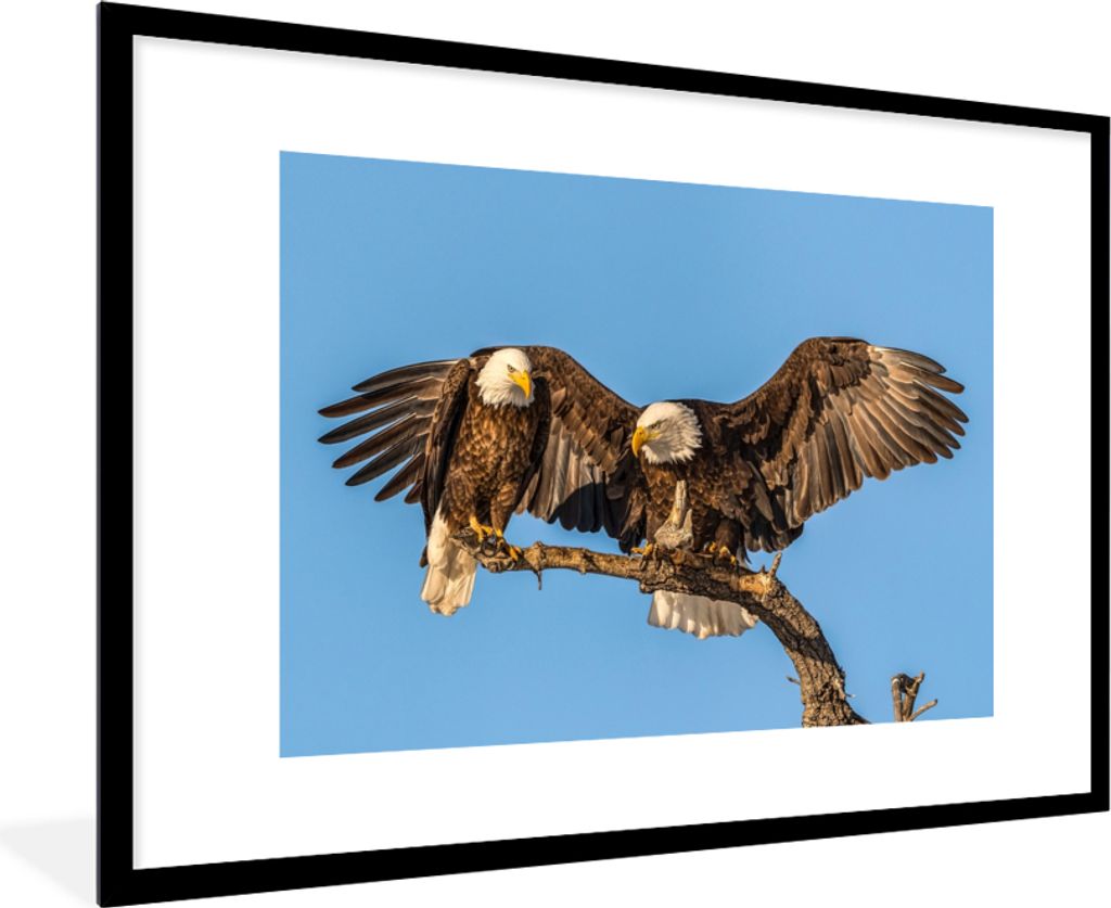 MuchoWow Gerahmtes Poster Vogel - Äste - Adler - Raubvögel - Luft 90x60 cm - Poster mit Schwarzem Bilderrahmen Wandposter Rahmen Foto Bilder - ...