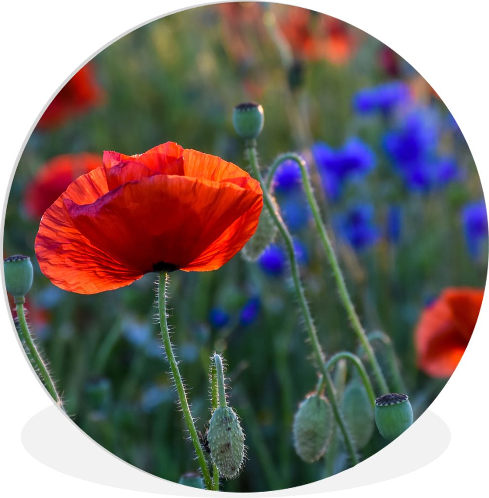 MuchoWow Rundes Wandbild - Runde Bilder Bunte Mohnblumen in den Niederlanden Ø 60 cm Kreis Wanddekoration Kunststoff - Wandkreis - Wandschmuck -...