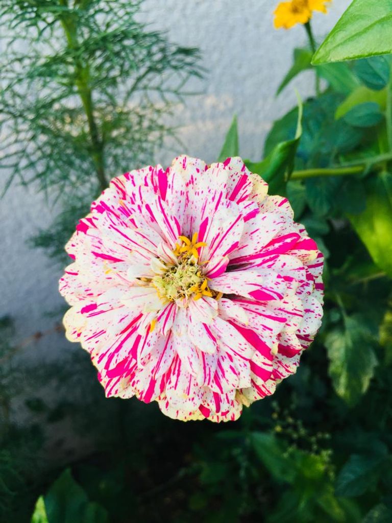 100 semi di zinnie "Peppermint Stick" - Fiori multicolori Immagine del prodotto 