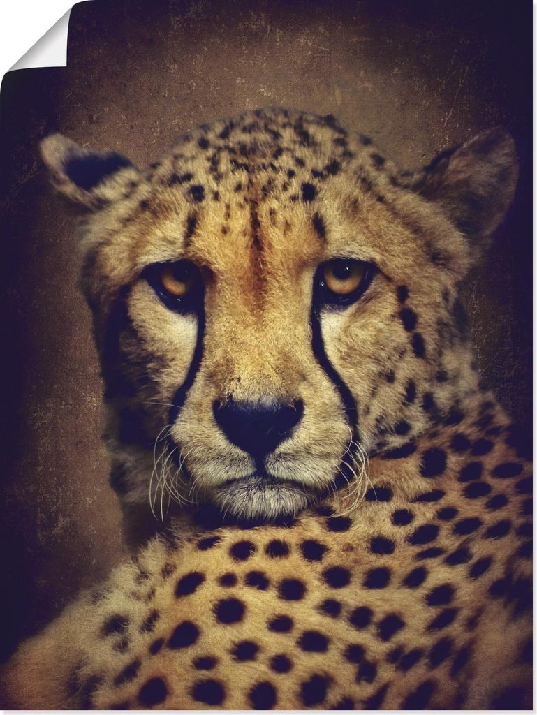 ARTland Poster Gepard Größe: 30x40 cm