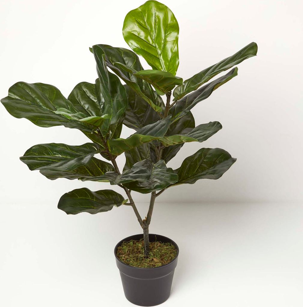 HOMESCAPES Ficus Lyrata – Geigenfeige künstlich im Topf, 75cm