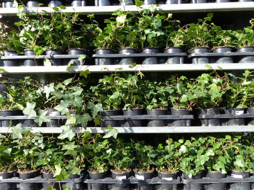 25 Stück Efeu Hedera helix 20 - 35 cm Heckenpflanze Produktbild 