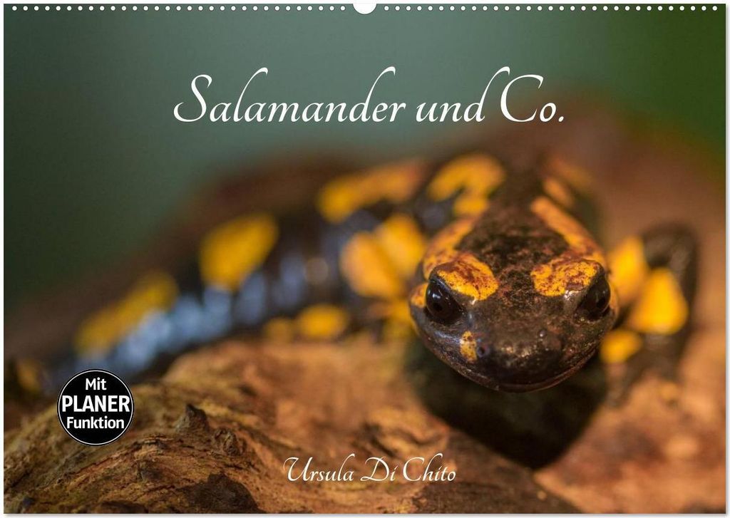 Salamander und Co. (Wandkalender 2026 DIN A2 quer), CALVENDO Monatskalender