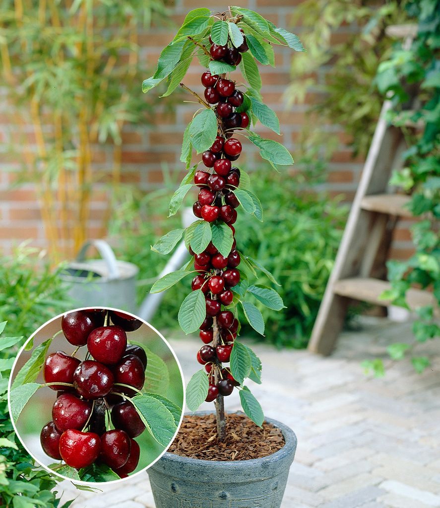 A potted cherry tree with ripe cherries, displayed outdoors with a ladder and bamboo in the background.
