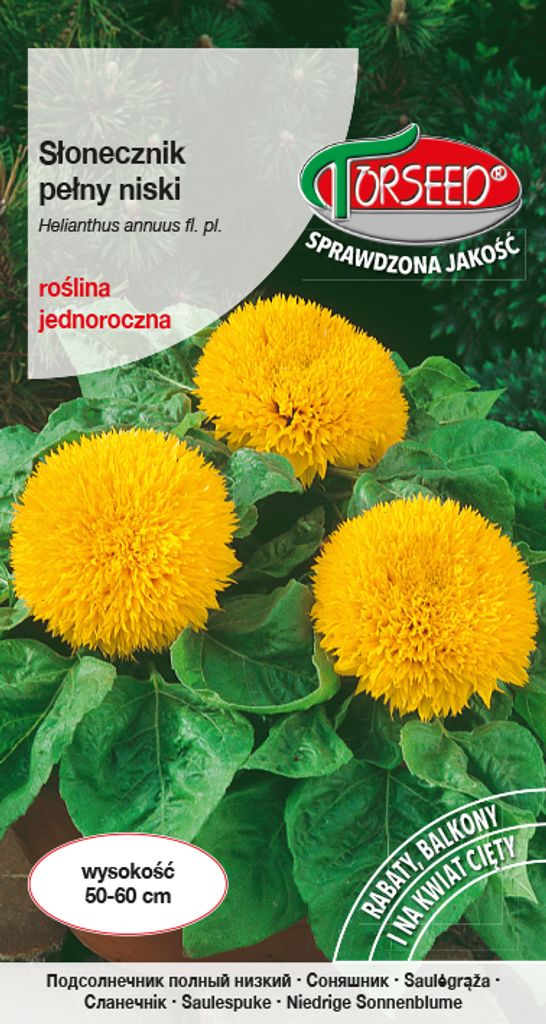 Samen der vollblütigen Sonnenblume niedrig - Torseed