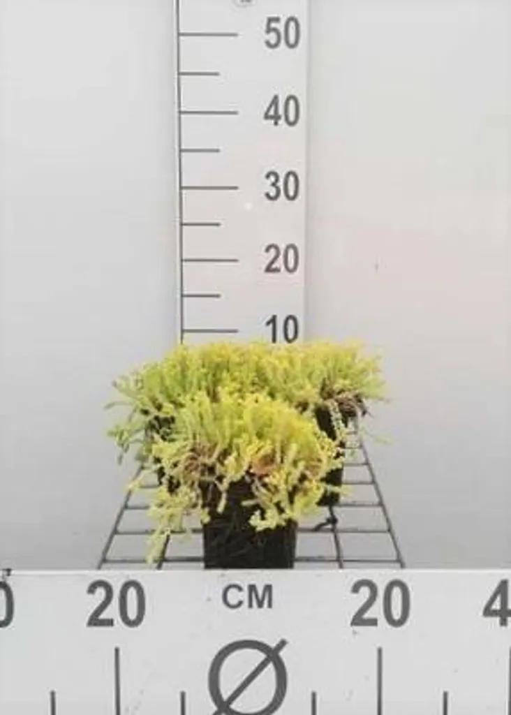 Sedum acre Elegans pour Toiture Végétalisée - 6 Plants en Pot 9x9
