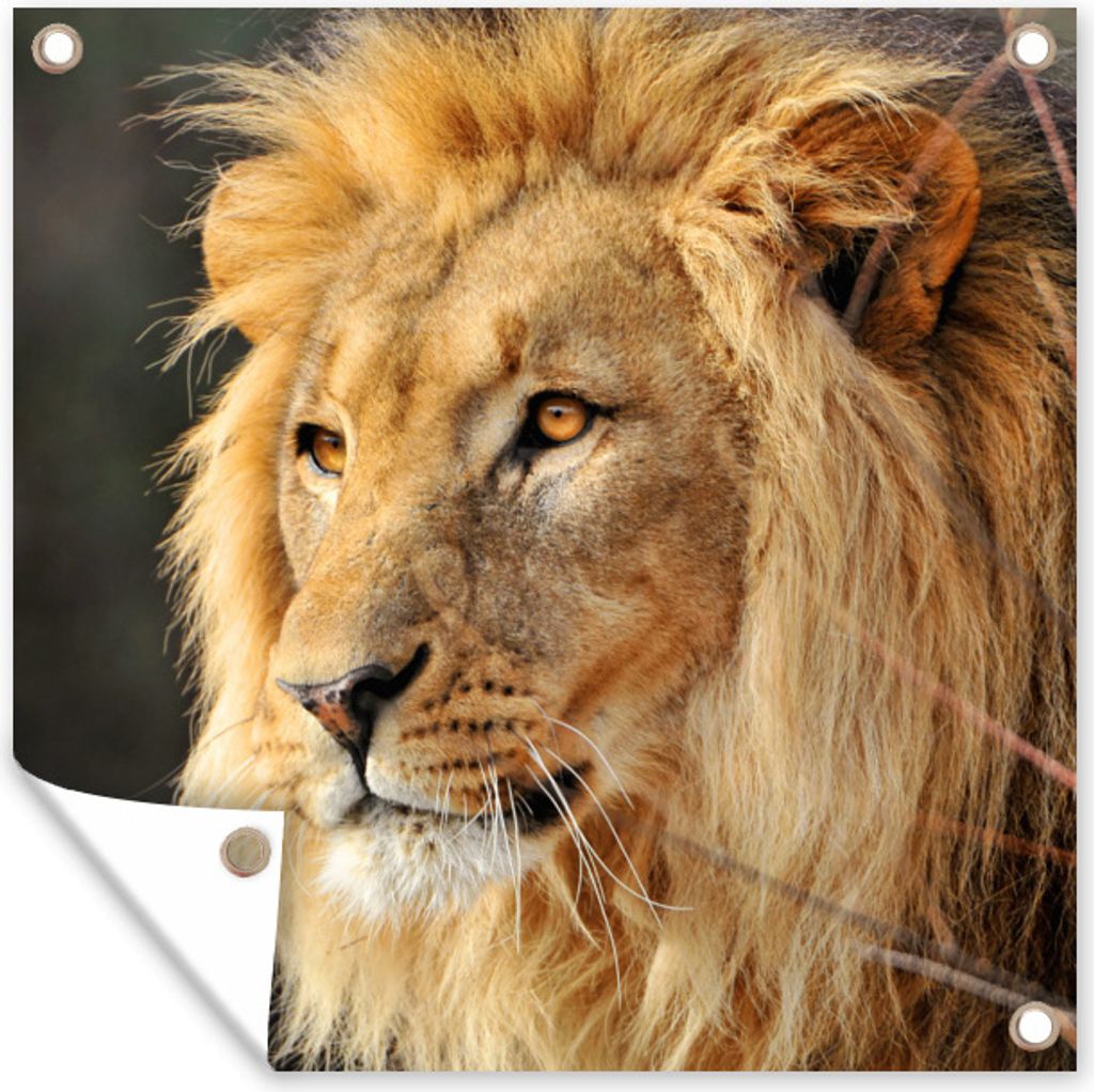 MuchoWow 50x50 cm Outdoor-Poster Gartendeko Sichtschutz Garten Poster für den Garten Leo - Profil - Jagen